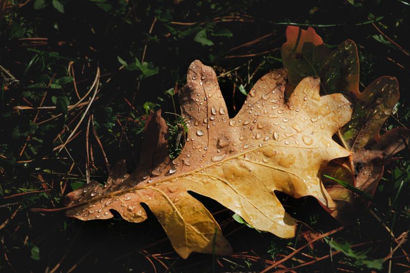 Trees Dropping Leaves Early Across Massachusetts Yards