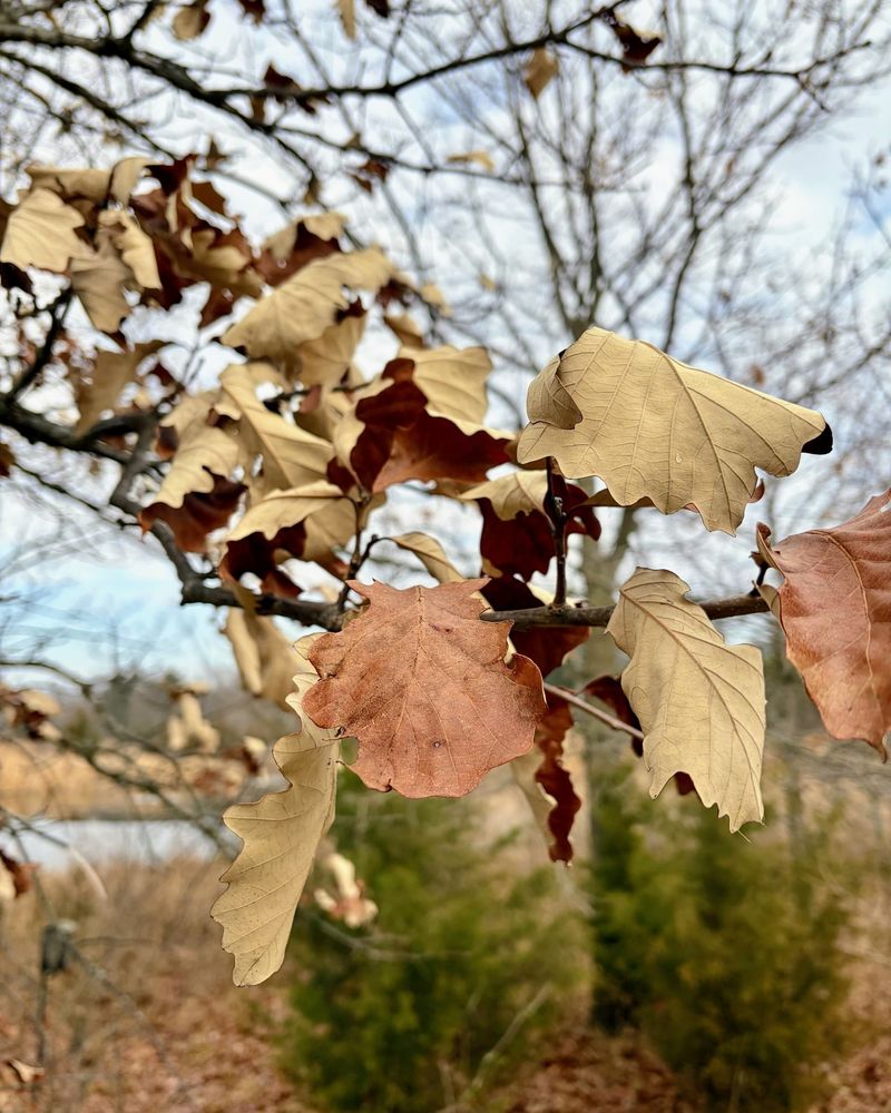 Trees Dropping Leaves To Save Water Trees Dropping Leaves To Save Water