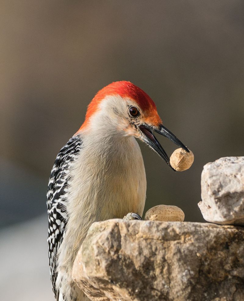 Trees Give These Birds Plenty Of Food To Find