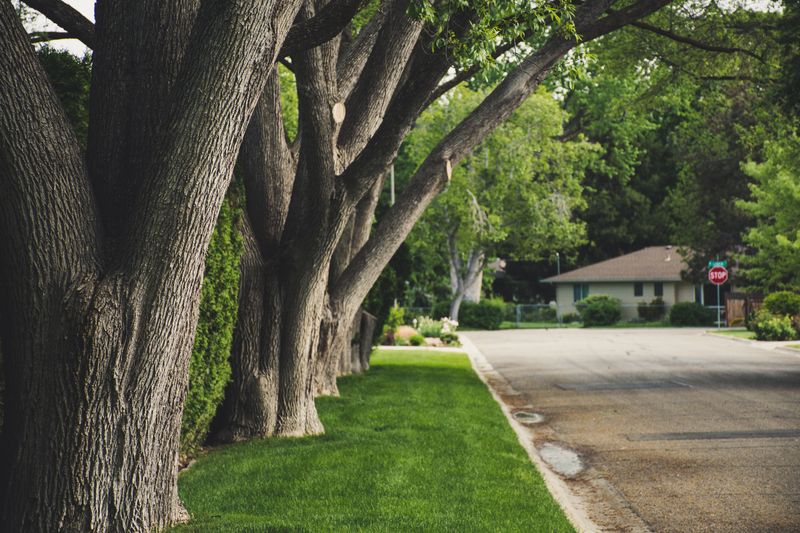 Trees Near Lines Can Trigger Legal Disputes