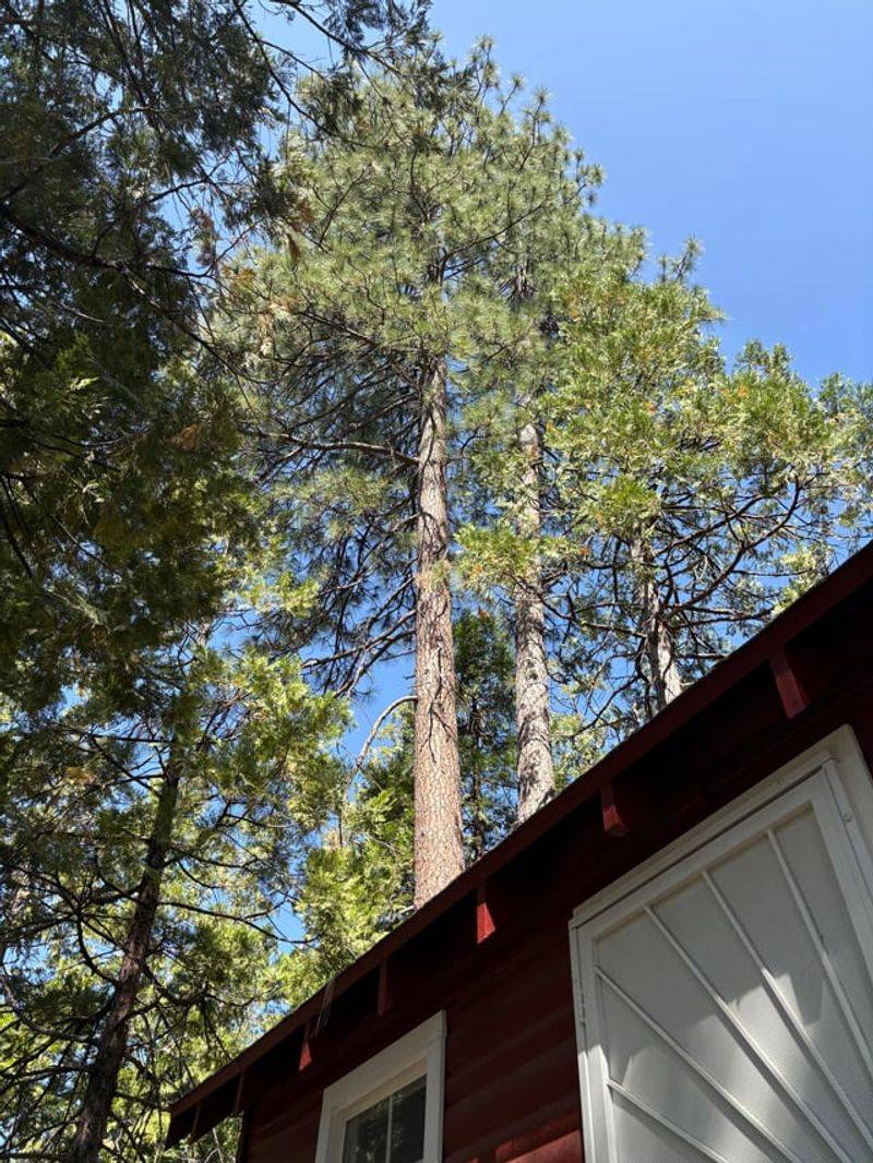 Trees Near The Home Usually Get The Most Scrutiny