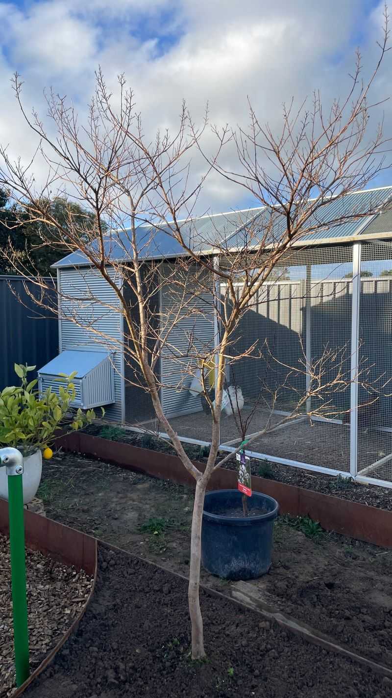 Trees Need Time To Prepare For Winter