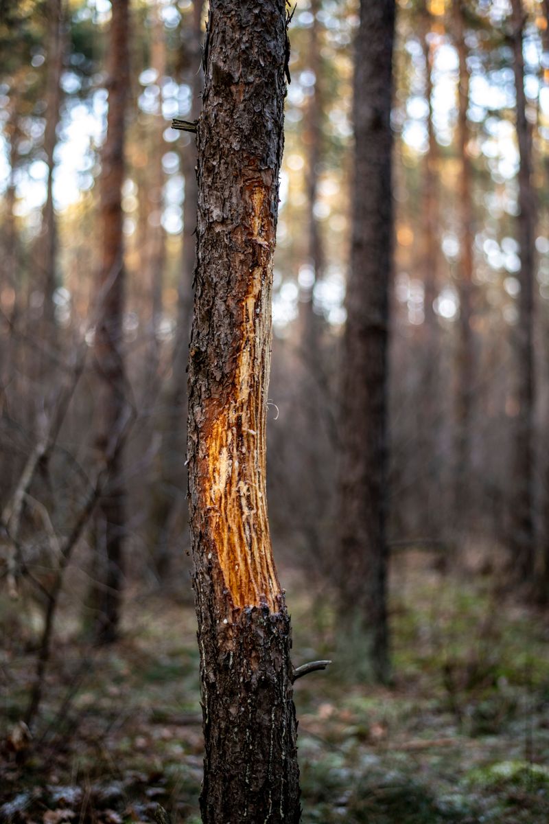 Trees Redirect Energy Toward Wound Closure Poorly