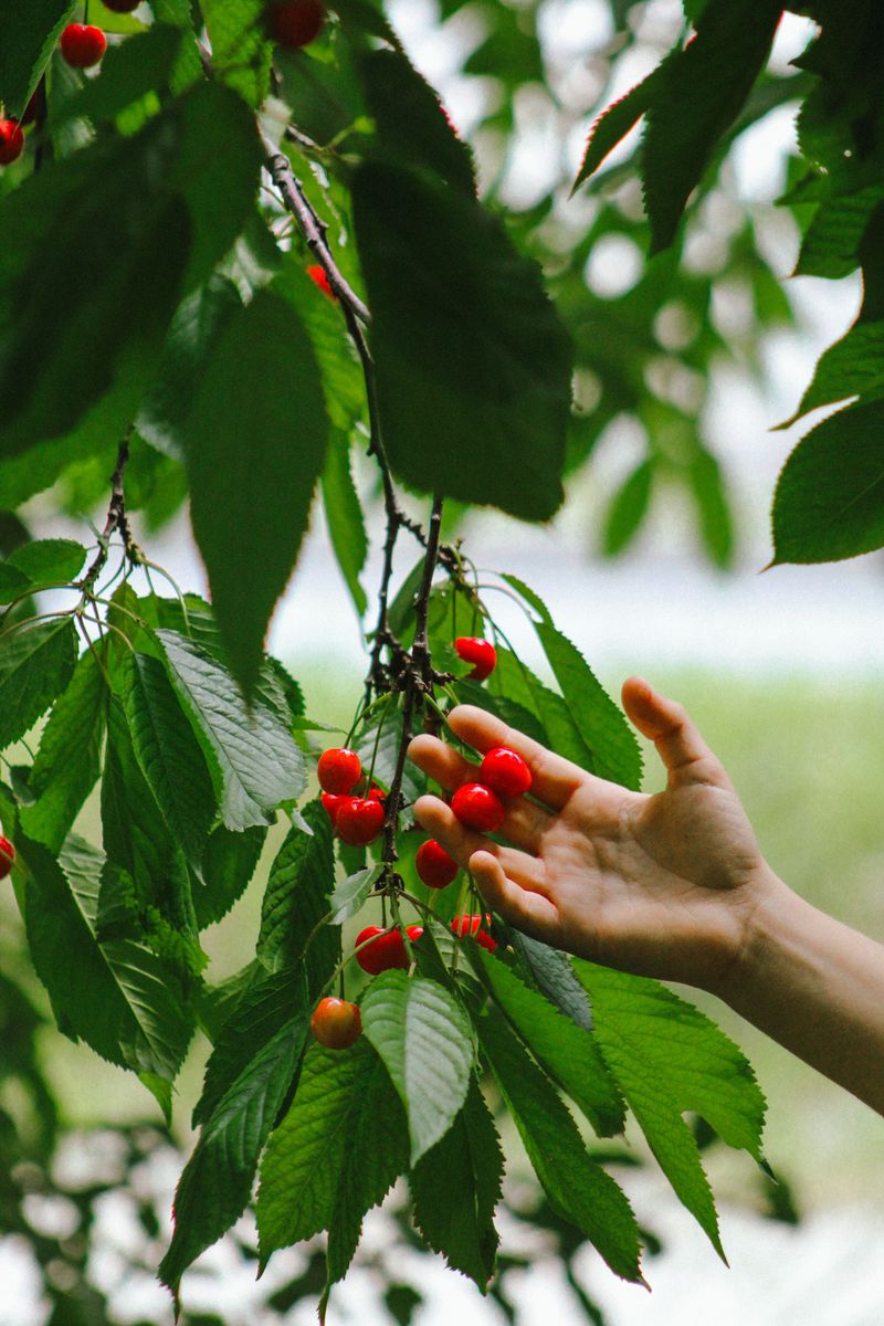 Trees Take Years To Fruit Trees Take Years To Fruit