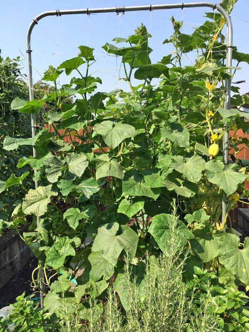 Trellises Keep Vining Crops Growing Upward Trellises Keep Vining Crops Growing Upward