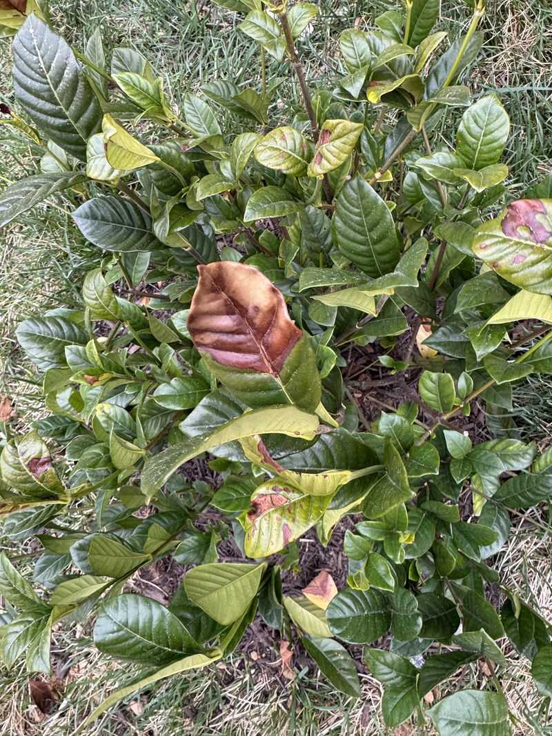 Trim Away Scorched Or Blackened Leaves And Buds