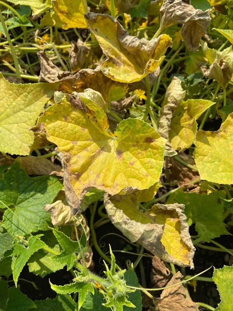 Trim Away Yellowing Lower Leaves Trim Away Yellowing Lower Leaves