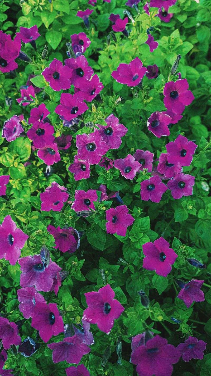 Trim Back Leggy Annuals For A Fresh Look