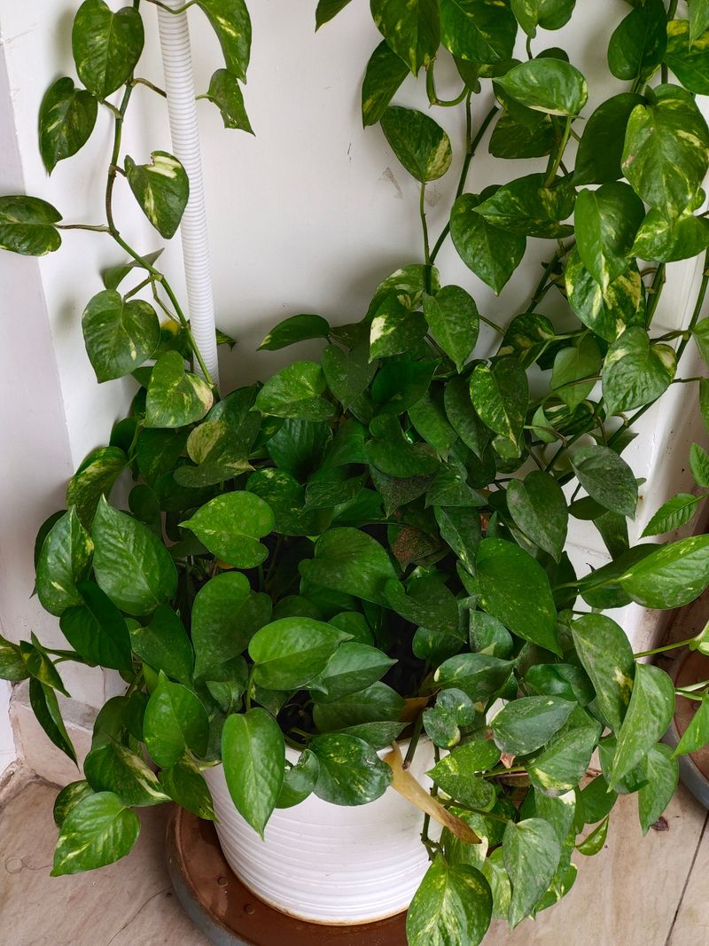 Trim Back To Encourage Bushier Growth