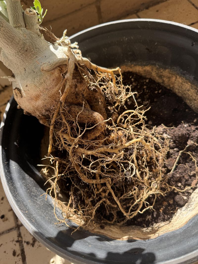 Trim Damaged Roots Before Replanting