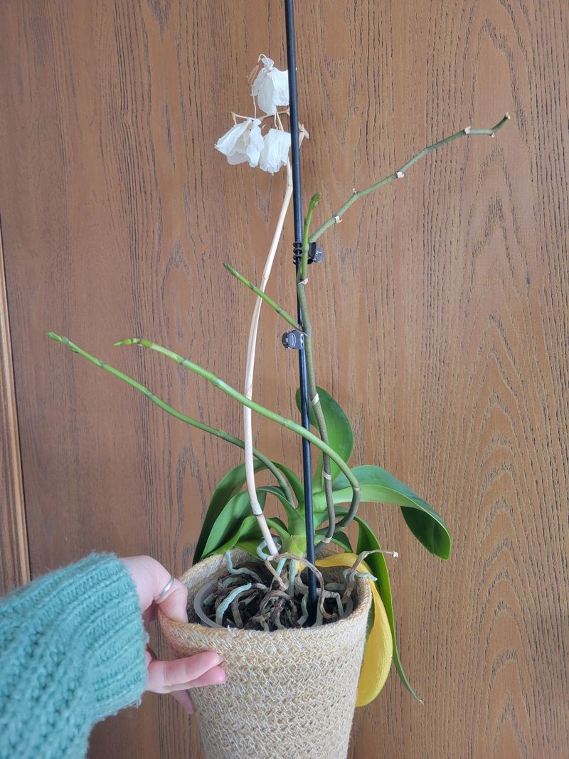 Trim Faded Flower Spikes Carefully