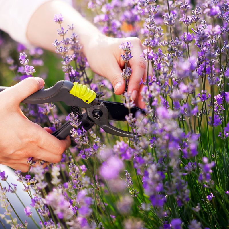 Trim Flowering Herbs To Preserve Their Flavor Trim Flowering Herbs To Preserve Their Flavor