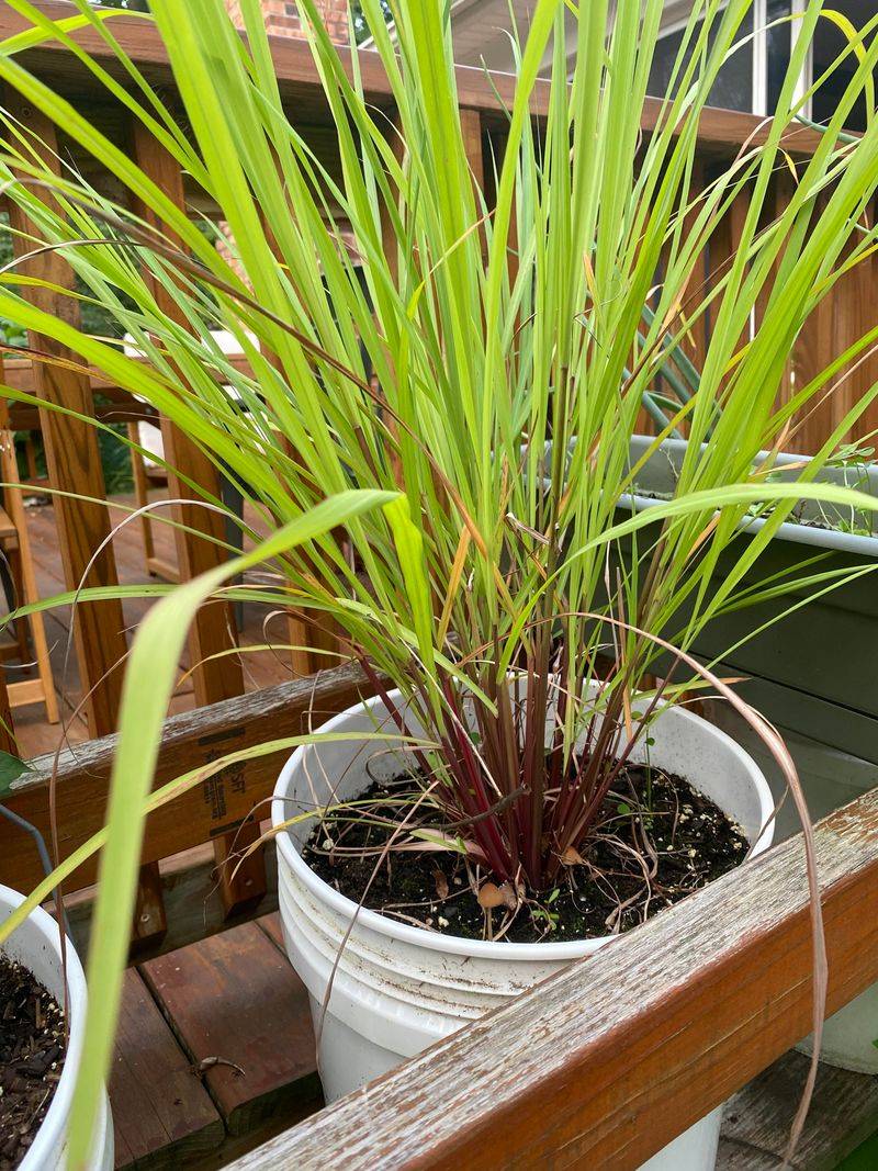 Trim Fresh Growth Without Weakening The Clump Trim Fresh Growth Without Weakening The Clump