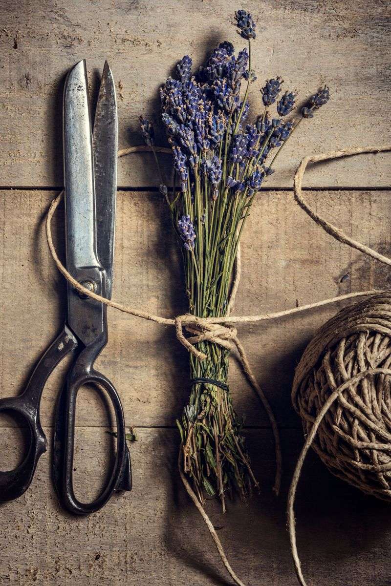 Trim Lightly After Each Bloom