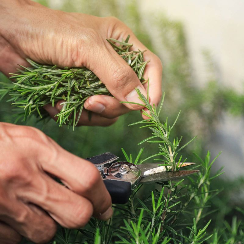 Trim Lightly To Release Aroma