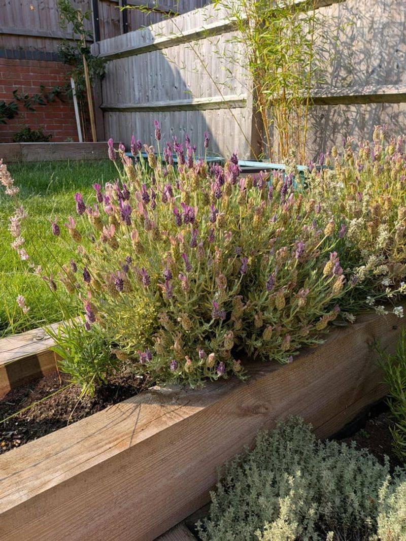 Trim Lightly Without Cutting Into Old Wood