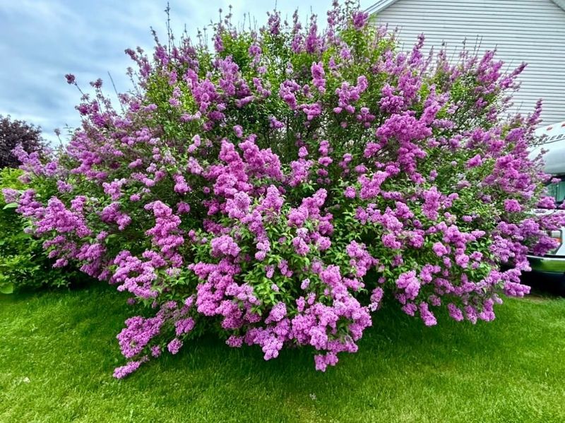 Trim Lilacs Only After Flowering