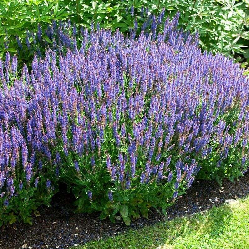 Trim Meadow Sage Back To Its Basal Leaves Trim Meadow Sage Back To Its Basal Leaves