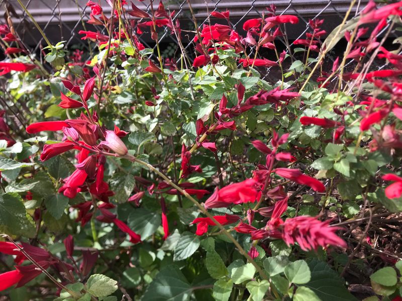 Trim Spent Blooms Without Cutting Hard