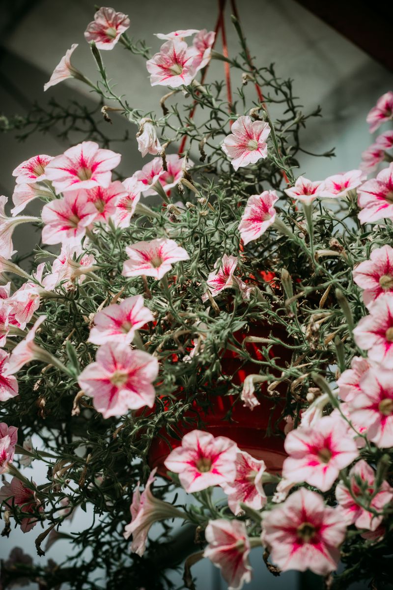 Trim Stems Back Hard When Petunias Go Leggy Trim Stems Back Hard When Petunias Go Leggy