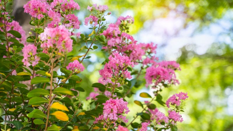 Trim The Spent Flower Clusters And Nothing More Trim The Spent Flower Clusters And Nothing More