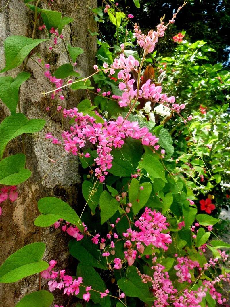 Trim Winter-Damaged Stems Before New Growth Returns