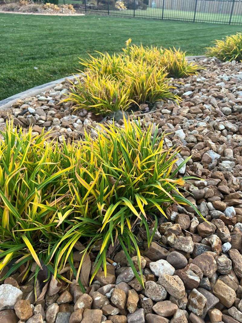 Trim Yellowing Foliage Back Gently Trim Yellowing Foliage Back Gently