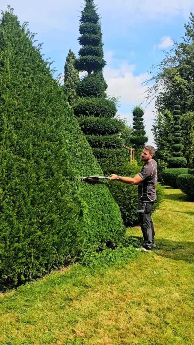 Trim Yews For A Neater Shape