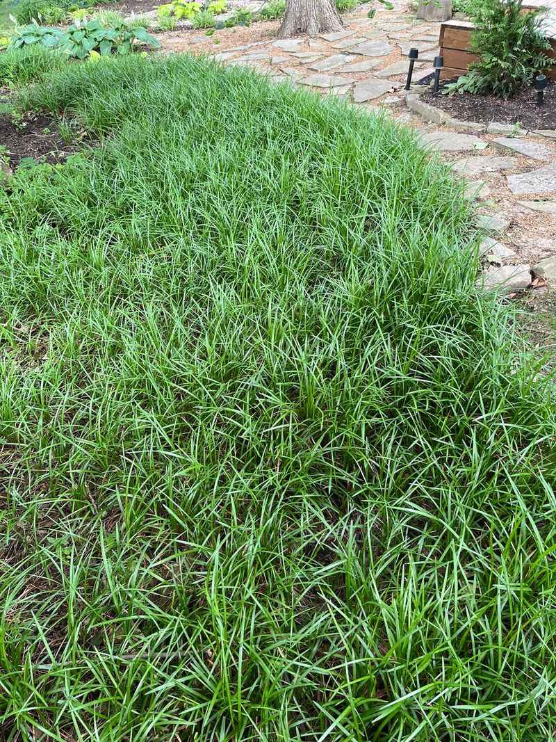 Trimming Back Growth Without Harming The Crown