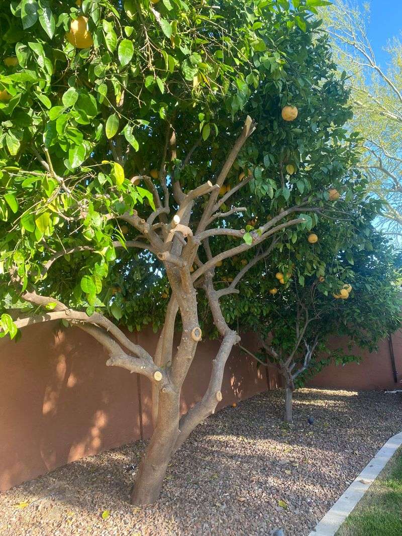 Trimming Just Enough To Tame The Canopy