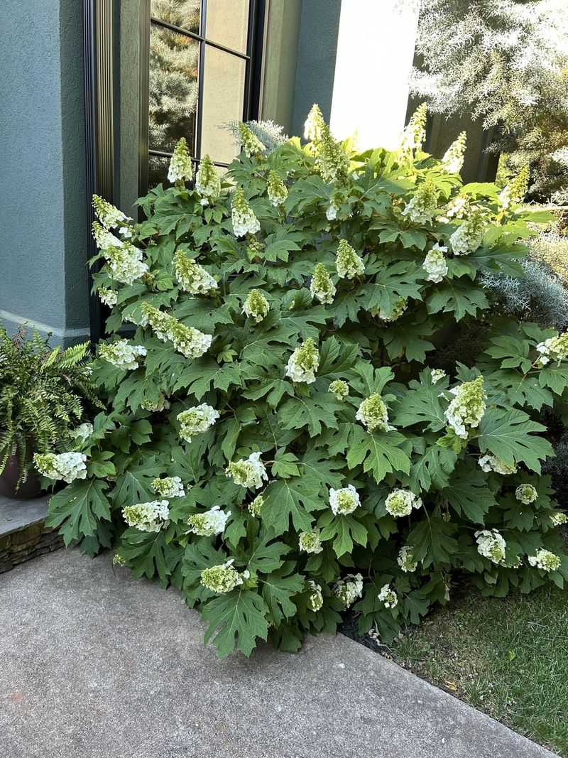 Trimming Oakleaf Hydrangeas Too Late Trimming Oakleaf Hydrangeas Too Late