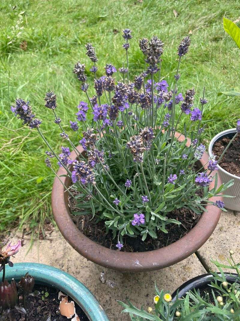 Trimming Spent Blooms To Keep Plants Bushy Trimming Spent Blooms To Keep Plants Bushy