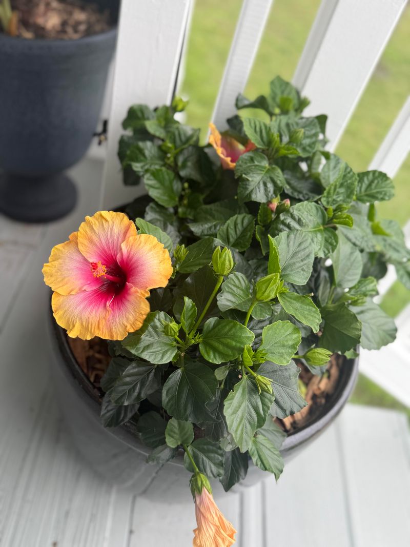 Tropical Hibiscus Needs A Cold-Weather Plan