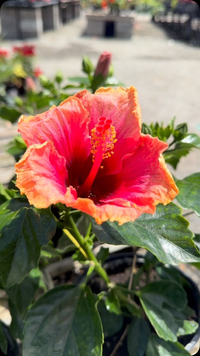 Tropical Hibiscus