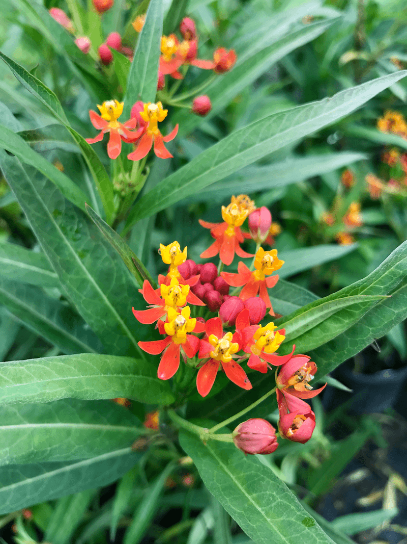 Tropical Milkweed Tropical Milkweed