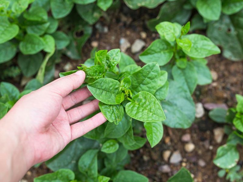 Tropical Spinach Bridges The Hottest Weeks Into Autumn Tropical Spinach Bridges The Hottest Weeks Into Autumn