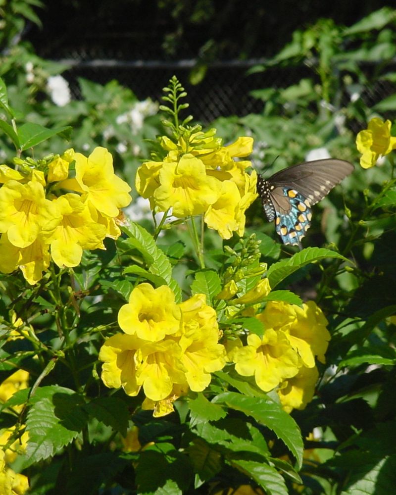 Trumpet Flowers Bringing Serious Curb Appeal
