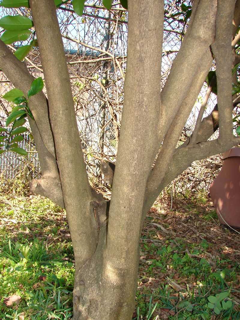 Trunk Bark Shows No Signs Of Sunburn