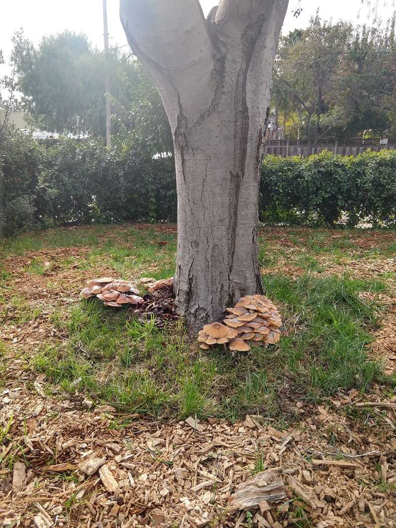 Trunk Clusters Need A Closer Look Trunk Clusters Need A Closer Look