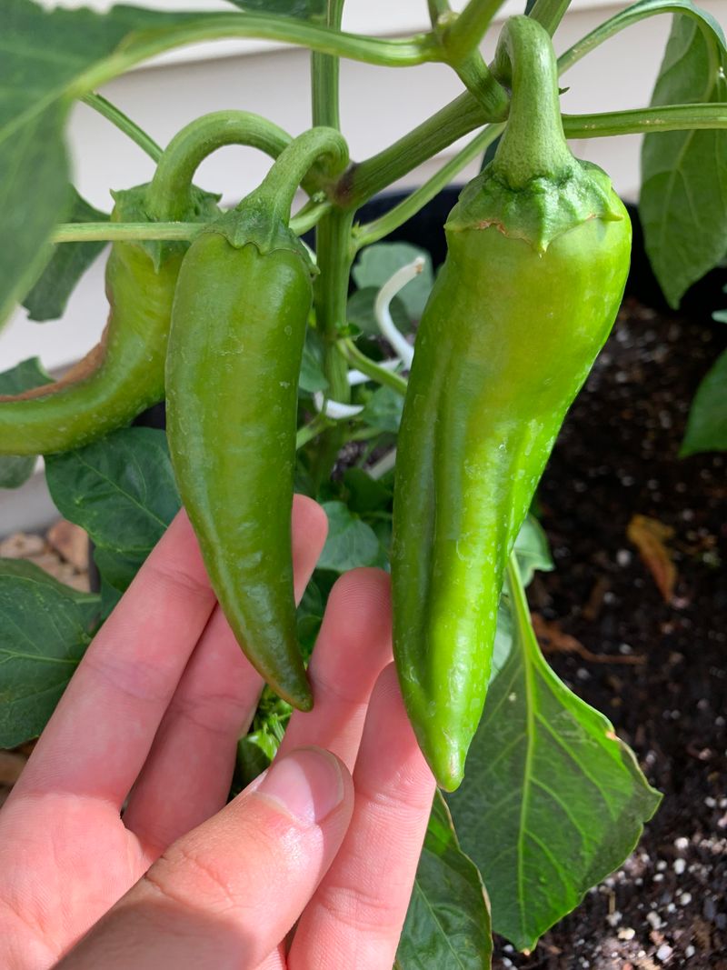 Try Anaheim For A Reliable Hot Pepper