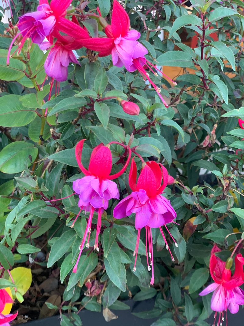 Try California Fuchsia In Hot Sites