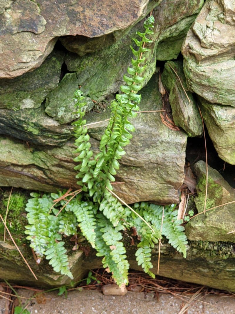 Try Christmas Fern To Keep The Shade Bed Green Into Winter