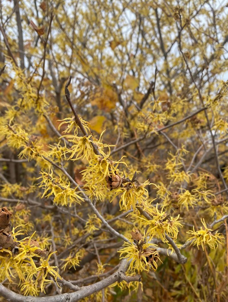 Try Common Witch Hazel For Fall Interest