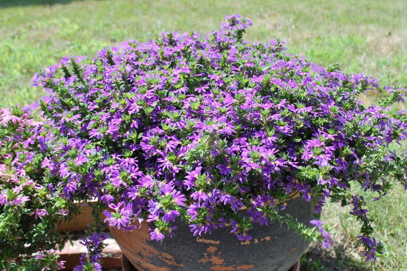 Try Fan Flower In Brighter Filtered Light