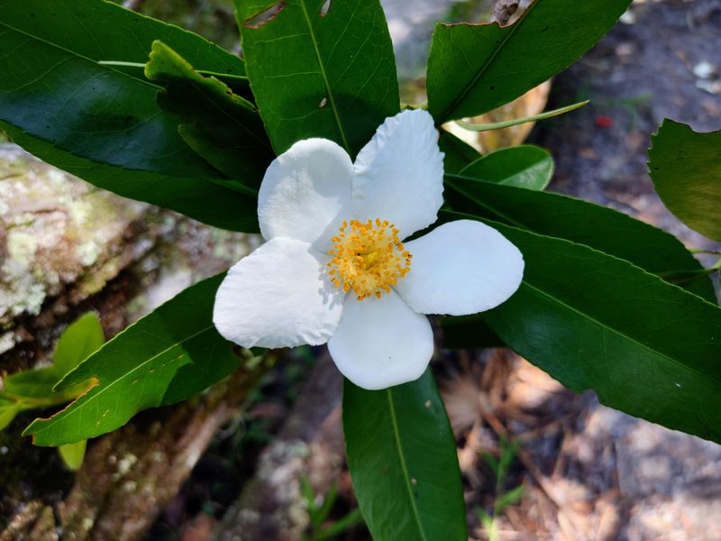 Try Loblolly Bay In Moist Southern Sites Try Loblolly Bay In Moist Southern Sites