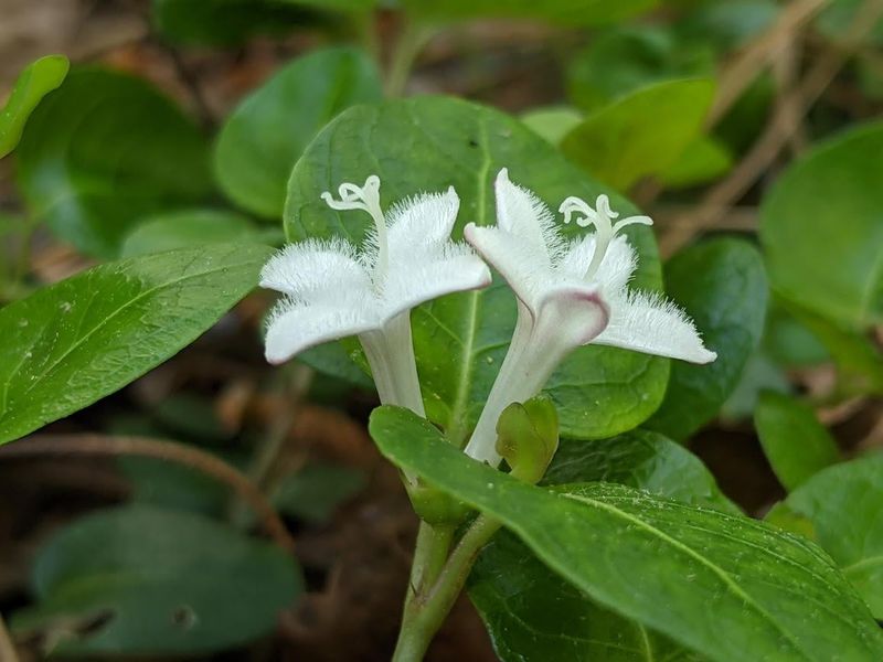 Try Partridgeberry For Evergreen Texture