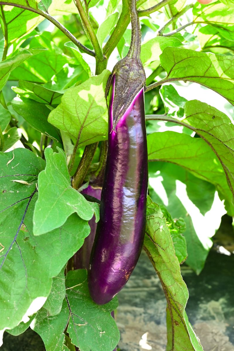 Try Ping Tung Long For A Slender Eggplant Option