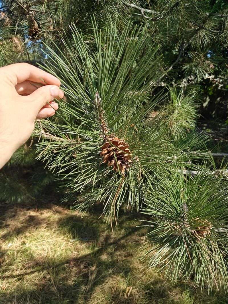 Try Pitch Pine For A Rugged Natural Screen Try Pitch Pine For A Rugged Natural Screen