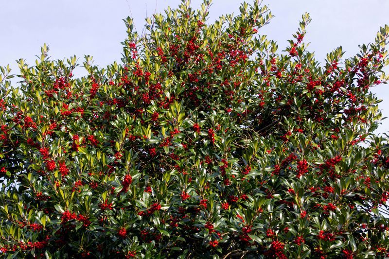 Try Possumhaw Holly Where Moisture Changes