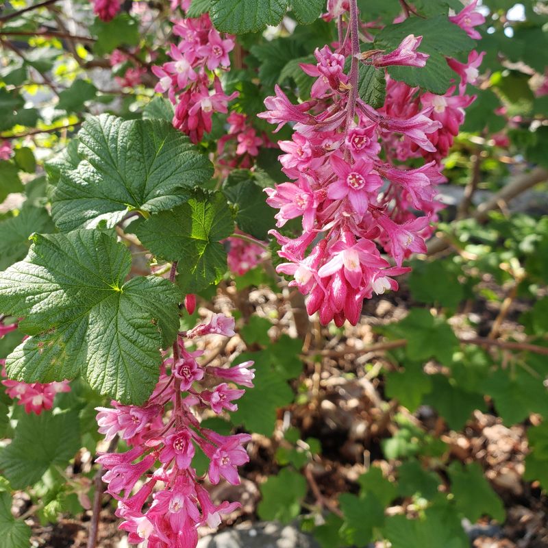 Try Red Flowering Currant For Spring Color